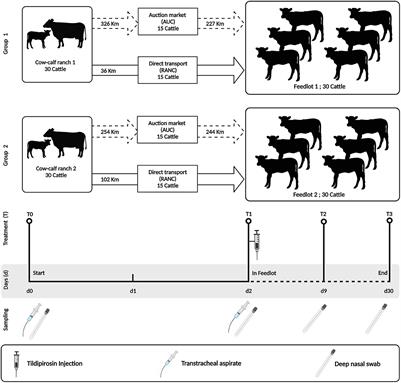 Comparison of pathogenic bacteria in the upper and lower respiratory tracts of cattle either directly transported to a feedlot or co-mingled at auction markets prior to feedlot placement